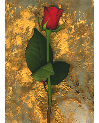Red Rose on Gold