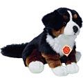 Teddy Hermann - Bernese Mountain Dog Puppy