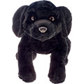 Black Dog
