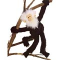 Carry Monkey Beckett