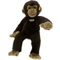 Little Koko Chimpanzee