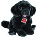 New Foundland Dog