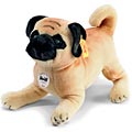 Pug Dog