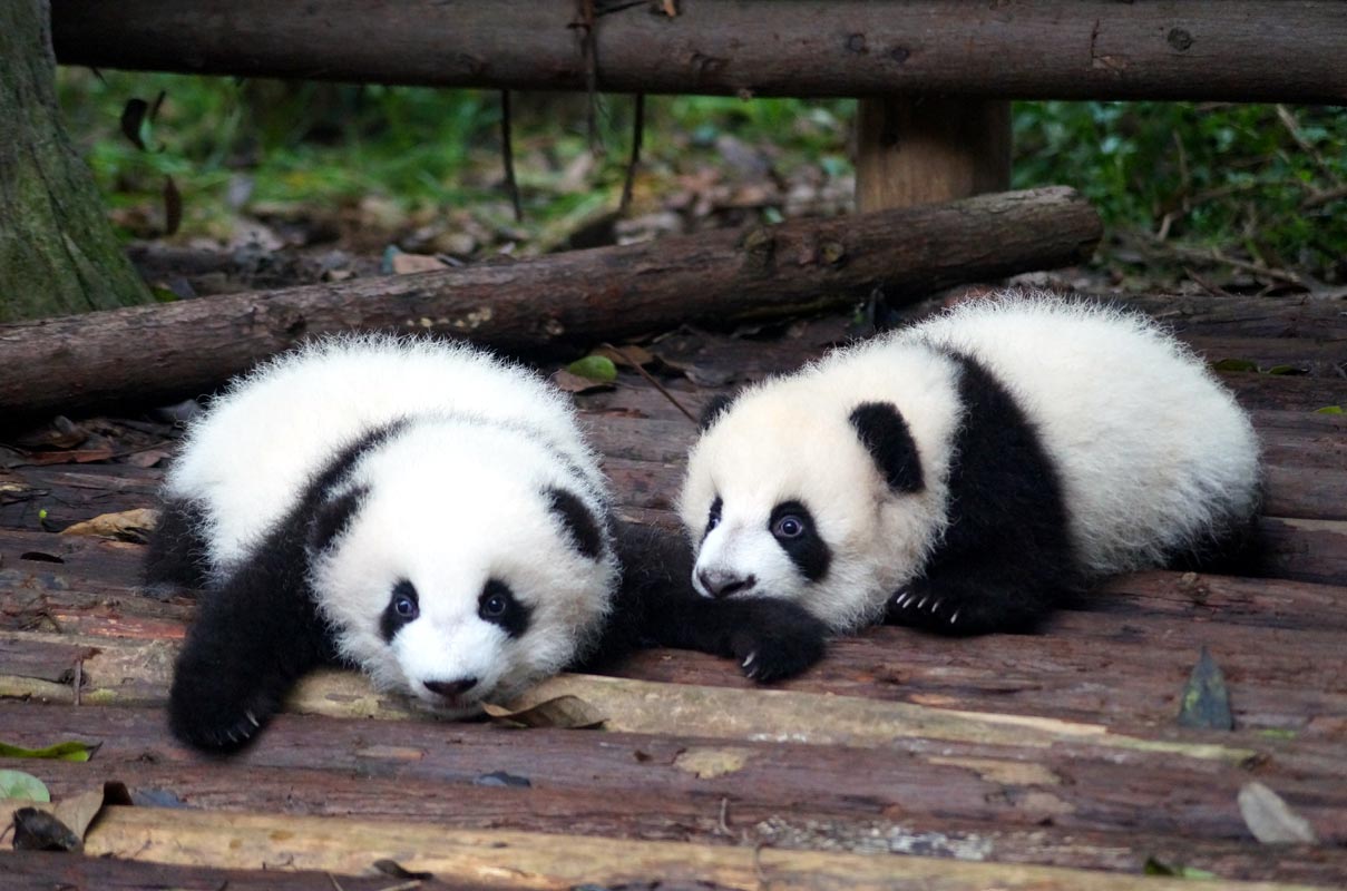 2 new born pandas at Chengdu Panda Breeding Research Center