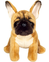 French Bulldog Teddy